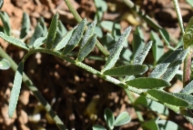 Astragalus whitneyi var. siskiyouensis