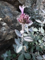 Monardella stebbinsii
