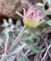 Monardella stebbinsii