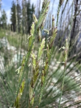 Melica harfordii