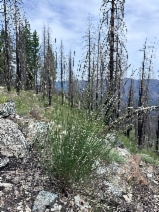 Melica harfordii