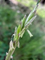 Melica harfordii