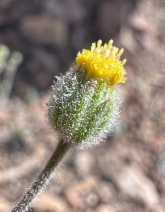Erigeron lassenianus var. deficiens
