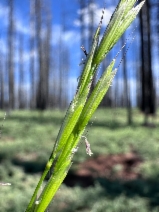 Melica aristata