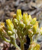 Sedum albomarginatum