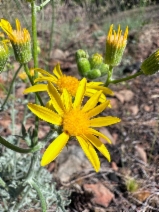 Packera eurycephala var. lewisrosei