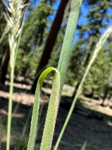 Stipa stillmanii