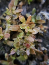 Elatine californica