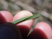 Schoenoplectus pungens var. badius