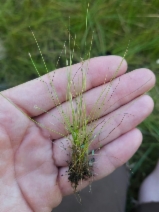 Eleocharis bella