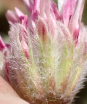 Trifolium andersonii ssp. beatleyae