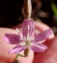 Stephanomeria exigua ssp. coronaria
