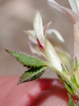 Trifolium monanthum