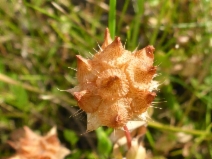 Trifolium piorkowskii