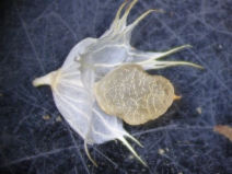 Trifolium piorkowskii