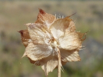 Trifolium piorkowskii