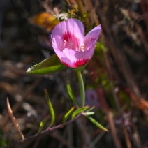 Clarkia amoena