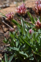 Trifolium longipes ssp. shastense