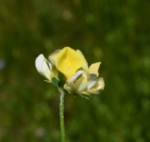Hosackia oblongifolia
