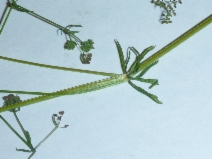 Galium divaricatum