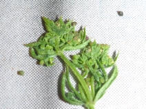 Galium divaricatum