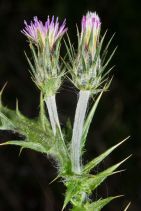 Carduus pycnocephalus