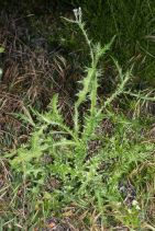 Carduus pycnocephalus ssp. pycnocephalus
