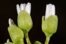 Claytonia perfoliata