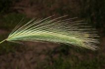 Hordeum murinum ssp. glaucum