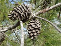 Pinus halepensis