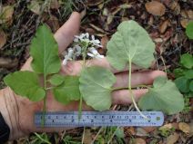 Cardamine californica