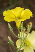 Oxalis pes-caprae