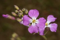 Raphanus sativus