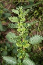 Urtica urens