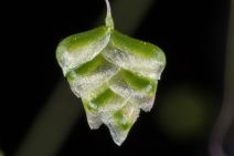 Briza minor