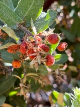 Arctostaphylos montaraensis