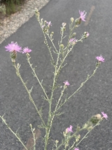 Centaurea stoebe ssp. micranthos