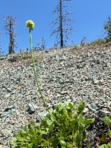 Eriogonum hirtellum
