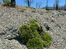 Eriogonum hirtellum