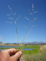 Eragrostis pectinacea var. pectinacea