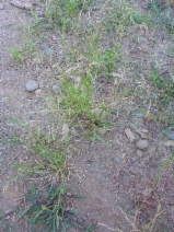 Eragrostis pectinacea var. pectinacea