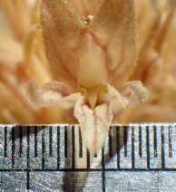 Orobanche californica ssp. feudgi
