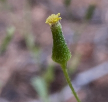 Senecio sylvaticus