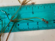 Potamogeton pusillus ssp. pusillus