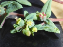 Chamaesyce ocellata