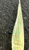 Bromus catharticus var. elatus