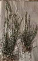 Bromus catharticus var. elatus