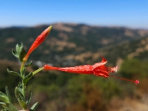 Epilobium canum ssp. canum