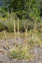 Xerophyllum tenax - Calflora