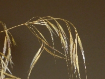 Ventenata dubia
